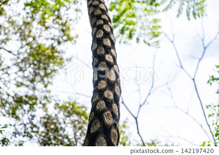 [#Yanbaru] 沖繩亞熱帶森林中仍留有刺葉桫欏（Cyathea spinulosa）的葉痕 142197420
