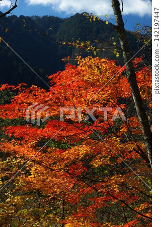 The deepening autumn scenery from the entrance to Otaki Village in Nagano Prefecture, along the Otaki River to the natural lake, was wonderful. The deepening autumn scenery from the entrance to Otaki Village in Nagano Prefecture, along the Otaki River to the natural lake, was wonderful. 142197447