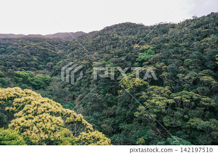 【#Yanbaru】Subtropical forests spreading deep within Okinawa's forests 【#Yanbaru】Subtropical forests spreading deep within Okinawa's forests 142197510