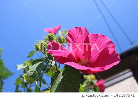 芙蓉花和藍天 芙蓉花和藍天 142197571