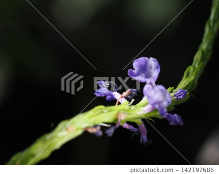 Transparent water droplets sparkle on the blue-violet flowers. Transparent water droplets sparkle on the blue-violet flowers. 142197686