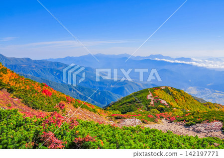 在一個晴朗的秋日早晨,五彩繽紛的高山植物沿著唐松山的遠足小徑排列,遠處雄偉的山脈隱約可見,籠罩在薄霧之中。 在一個晴朗的秋日早晨,五彩繽紛的高山植物沿著唐松山的遠足小徑排列,遠處雄偉的山脈隱約可見,籠罩在薄霧之中。 142197771