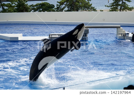 A jumping orca at the aquarium A jumping orca at the aquarium 142197964
