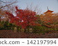 清水寺五重塔與秋葉 142197994