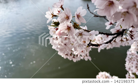 Sunlit cherry blossom branch over soft rippling water Sunlit cherry blossom branch over soft rippling water 142198375