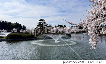 Fountain spraying across a cherry blossom pond in spring Fountain spraying across a cherry blossom pond in spring 142198376