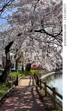 Lakeside path beneath a canopy of blooming cherry trees Lakeside path beneath a canopy of blooming cherry trees 142198377