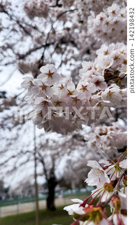 Vertical close-up of pink cherry blossoms after spring rain Vertical close-up of pink cherry blossoms after spring rain 142198432