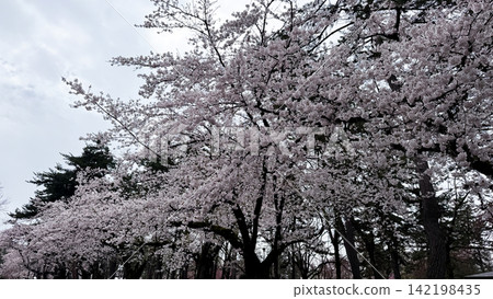 Large cherry tree canopy filled with pale spring blossoms Large cherry tree canopy filled with pale spring blossoms 142198435