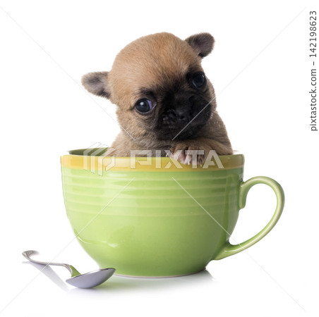 puppy chihuahua in studio puppy chihuahua in studio 142198623