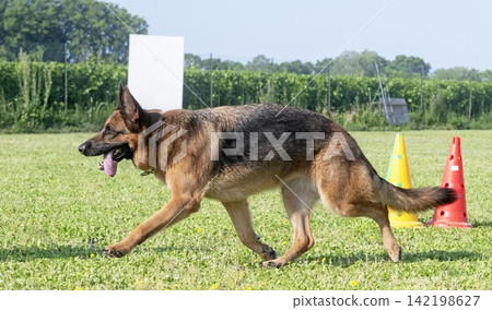 training of german shepherd training of german shepherd 142198627