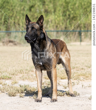 training of belgian shepherd training of belgian shepherd 142198631