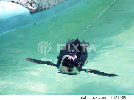 Cape penguin swimming Cape penguin swimming 142198901