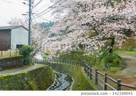 Garden path along pink cherry sakura tunnel at Okawachiyama , Imari Garden path along pink cherry sakura tunnel at Okawachiyama , Imari 142199045