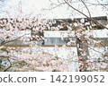 sakura blossom tunnel at torii gate in Homangu shrine, Dazaifu 142199052