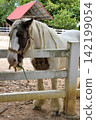 Gypsy Vanner horse with braid hair and mustache eat grass in stable 142199054