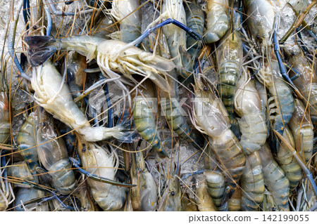 Sea prawn shrimp to sell in Thai market, Thailand Sea prawn shrimp to sell in Thai market, Thailand 142199055