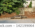 Portrait of fat Monitor lizard or varanus salvator show tongue on street 142199064