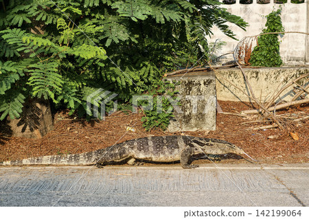 Portrait of fat Monitor lizard or varanus salvator show tongue on street Portrait of fat Monitor lizard or varanus salvator show tongue on street 142199064