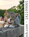 Portrait of adorable tabby brown cat with red collar sit over old wal 142199065