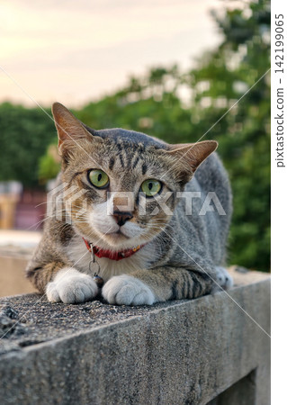 Portrait of adorable tabby brown cat with red collar sit over old wal Portrait of adorable tabby brown cat with red collar sit over old wal 142199065