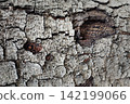 Cracked tree trunk bark  with black eye for textured background 142199066