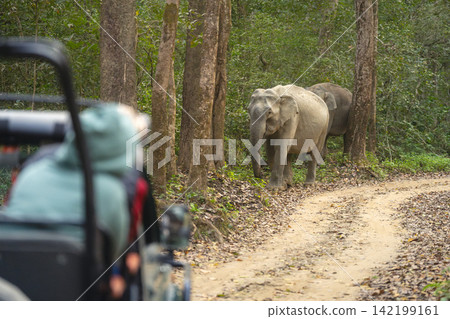 Asian elephants approach guest in safari truck Asian elephants approach guest in safari truck 142199161