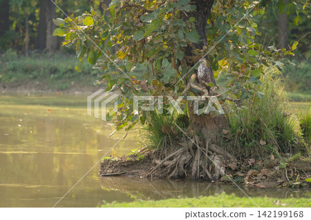 Changeable hawk-eagle in leafy tree near waterhole Changeable hawk-eagle in leafy tree near waterhole 142199168