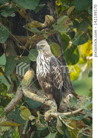 Changeable hawk-eagle on branch of leafy tree Changeable hawk-eagle on branch of leafy tree 142199170