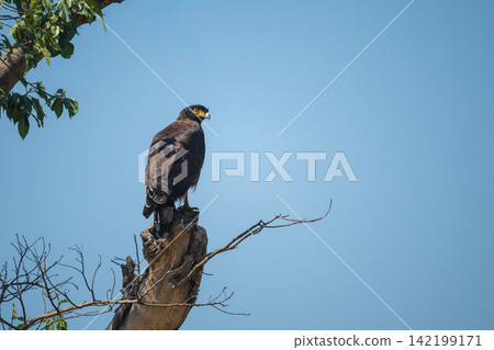 Crested serpent eagle looks down from stump 142199171