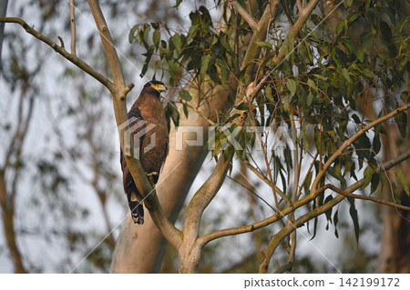 Crested serpent eagle looks down from tree 142199172