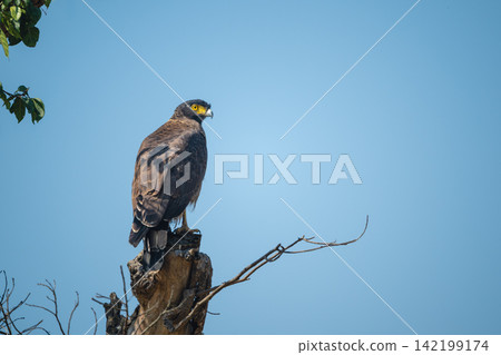 Crested serpent eagle stares down from stump Crested serpent eagle stares down from stump 142199174