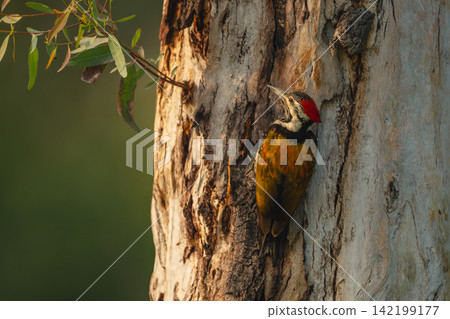 Fulvous-breasted woodpecker with catchlight on tree trunk 142199177