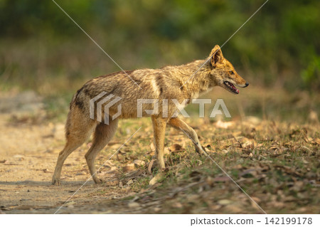 Golden jackal crosses track covered in leaves Golden jackal crosses track covered in leaves 142199178