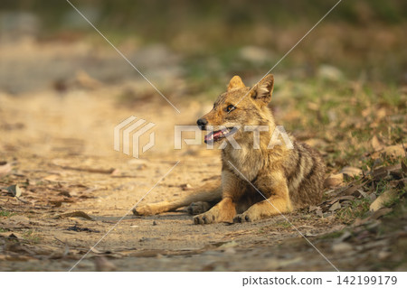 Golden jackal lies looking up from track Golden jackal lies looking up from track 142199179