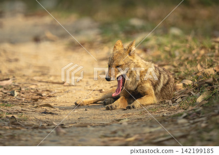 Golden jackal lies on track yawning deeply Golden jackal lies on track yawning deeply 142199185