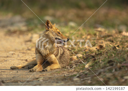 Golden jackal lies turning head on track Golden jackal lies turning head on track 142199187