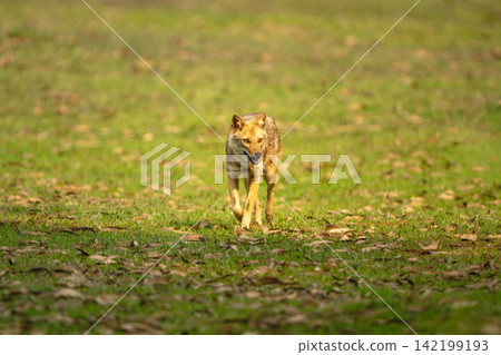 Golden jackal with catchlight runs towards camera 142199193