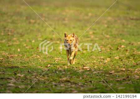 Golden jackal with catchlight trots towards camera 142199194