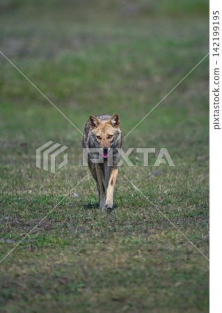 Golden jackal with catchlight walks towards camera Golden jackal with catchlight walks towards camera 142199195