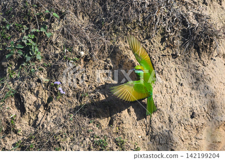 Green bee-eater takes off from sandy bank Green bee-eater takes off from sandy bank 142199204