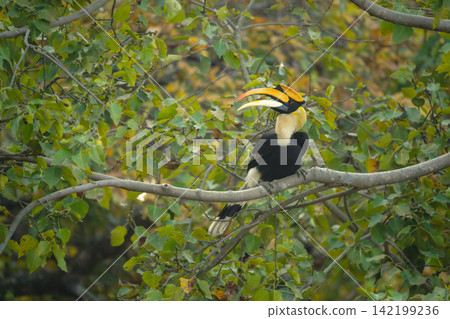 Male great hornbill in tree opens beak Male great hornbill in tree opens beak 142199236