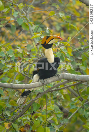 Male great hornbill lifts head in tree Male great hornbill lifts head in tree 142199237