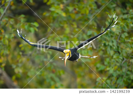 Male great hornbill lifts wings approaching camera Male great hornbill lifts wings approaching camera 142199239