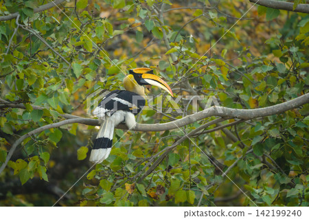 Male great hornbill on branch in forest Male great hornbill on branch in forest 142199240