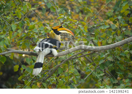 Male great hornbill on branch in jungle 142199241