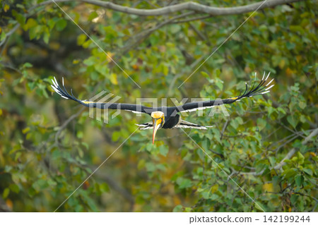 Male great hornbill spreads wings approaching camera Male great hornbill spreads wings approaching camera 142199244