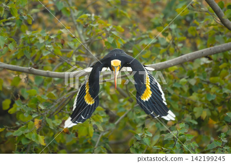 Male great hornbill takes off from branch Male great hornbill takes off from branch 142199245