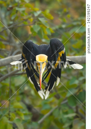 Male great hornbill takes off towards camera Male great hornbill takes off towards camera 142199247
