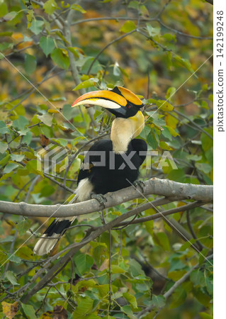 Male great hornbill turns head in tree Male great hornbill turns head in tree 142199248